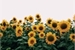 Fanfic / Fanfiction 3000 Sunflowers