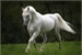 Fanfic / Fanfiction The white horse