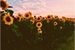 Fanfic / Fanfiction Sunflower;