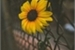 Fanfic / Fanfiction Sunflower