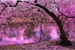 Fanfic / Fanfiction Flor de Sakura