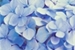Fanfic / Fanfiction Flores de cor azul