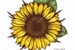 Fanfic / Fanfiction Sunflower