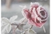Fanfic / Fanfiction Winter Flower