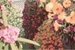 Fanfic / Fanfiction Lilac Tulips - One-Shot