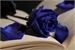 Fanfic / Fanfiction Blood Blue Roses