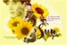 Fanfic / Fanfiction Sunflower - Hoseok