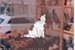 Fanfic / Fanfiction Cats From Venice - Shiita, Izugami
