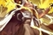 Fanfic / Fanfiction Demonio de Zaraki