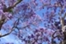 Fanfic / Fanfiction A Árvore com flores roxas.