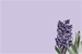 Fanfic / Fanfiction Hyacinthaceae