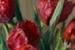 Fanfic / Fanfiction Aquelas tulipas vermelhas