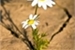 Fanfic / Fanfiction Flores no deserto