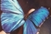 Fanfic / Fanfiction The Butterfly