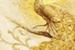 Fanfic / Fanfiction A Cauda do Pavão Dourado