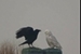 Fanfic / Fanfiction O corvo e a Coruja
