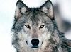 Usuário: the_Wolf