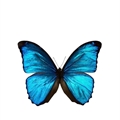 Usuário: Butterflyflyaway