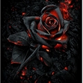 Usuário: Graceful_Darkness