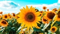 Usuário: SUNFLOWER_IAM