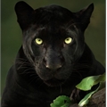 Usuário: Nigrum_Panthera