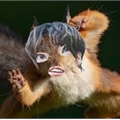 Usuário: SquirrelVoadora
