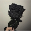 Usuário: roses_black_