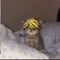 Usuário: kazutoraizanabanana2