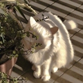 Usuário: blanck_cat