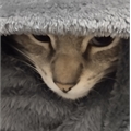 Usuário: Nawelle