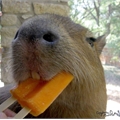 Usuário: capybara_