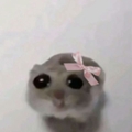 Usuário: Xx_Meow