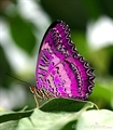 Usuário: ButterflyPink_