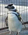 Usuário: Pinguim_do_mal