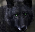 Usuário: Darkthewolf