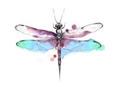 Usuário: dragonfly1