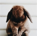 Usuário: Baby_bunny404