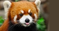 Usuário: panda-vermelho