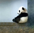 Usuário: panda-cham