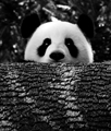 Usuário: panda015