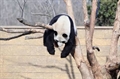 Usuário: Pandatrevoza