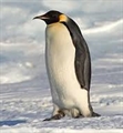 Usuário: PinguimLoko
