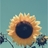 Usuário: sunflowerstormi