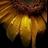 Usuário: Sunflower_Hope