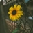 Usuário: Sunlizflower