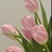 Usuário: tulipakm