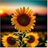 Usuário: SunflowerRina
