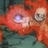 Usuário: Kyuubi