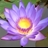 Usuário: flor_de_lotus