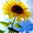 Usuário: sunflower34